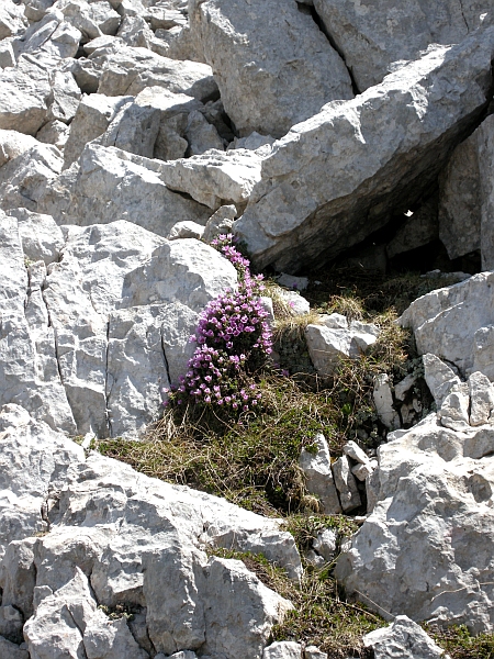 Saxifraga oppositifolia subsp. oppositifolia/ Sassifraga a foglie opposte